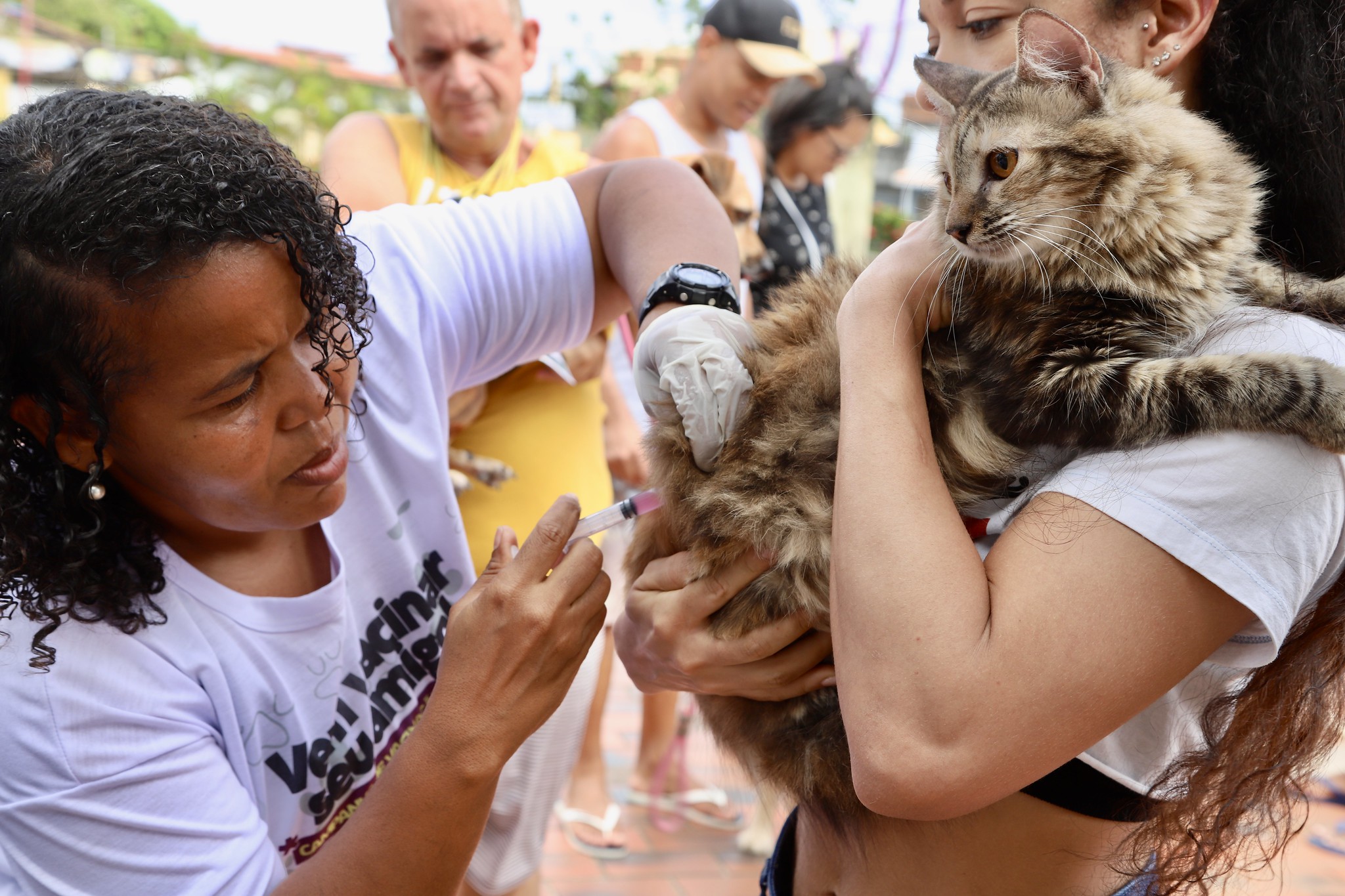 Em Lauro de Freitas, campanha de vacina��o antirr�bica bate meta e imuniza mais de 10 mil animais